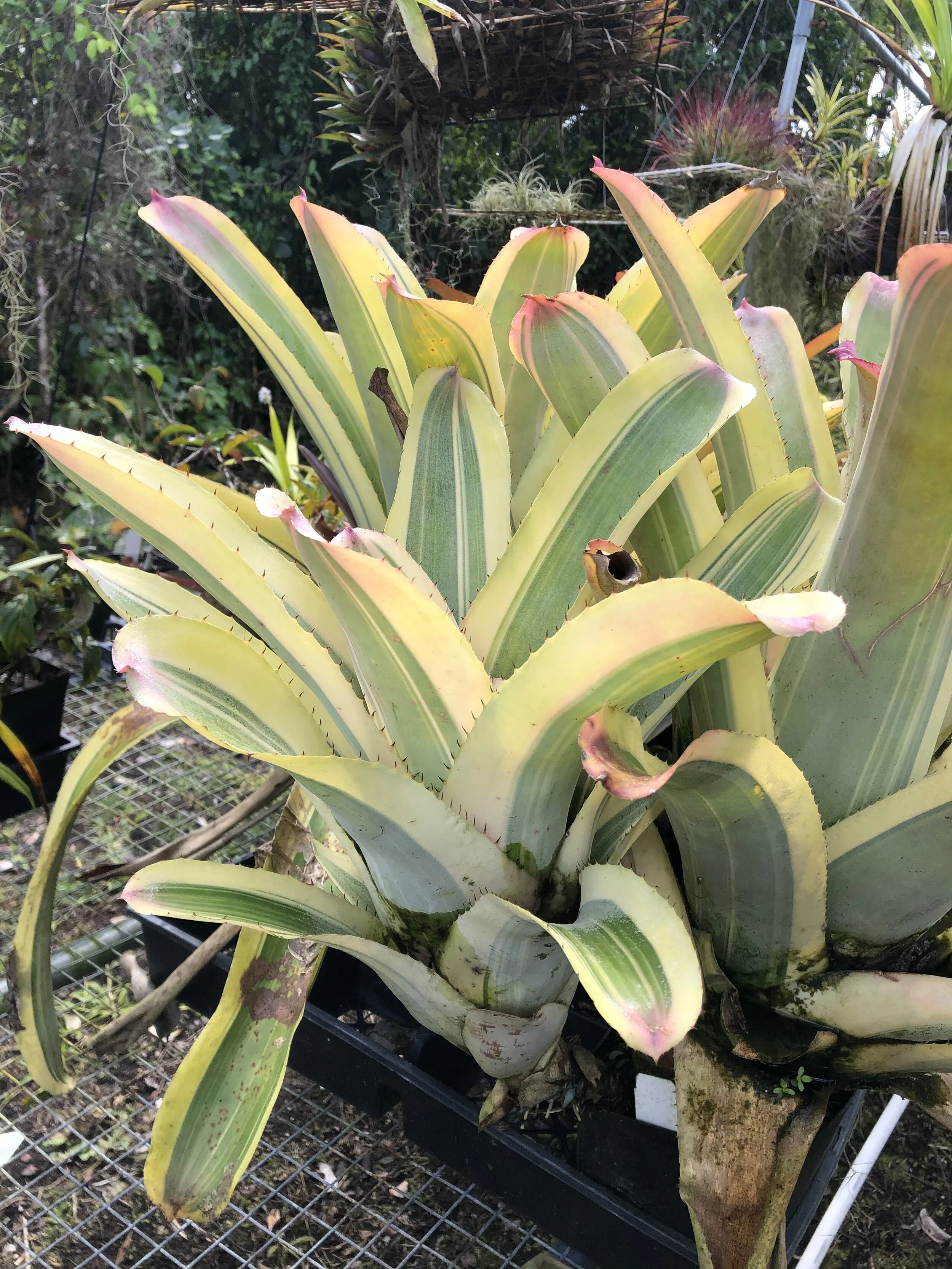 Aechmea chantinii 'Harvey's Pride' — Vintage Green Farms with Tom Aechmea chantinii 'Harvey's Pride' — Vintage Green Farms with Tom